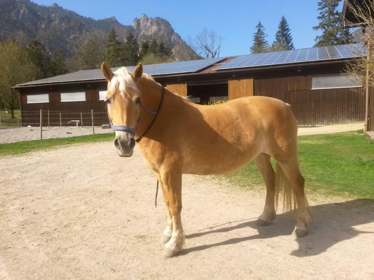 Ferienhaus Gestuet Pfaffenlehen Bischofswiesen Esterno foto